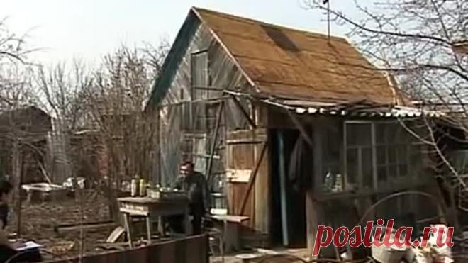 Как избежать "черной ножки", Как закалить рассаду, И что делать если рас…