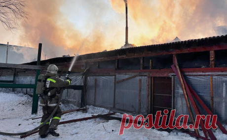 В Южно-Сахалинске спасли около 150 собак во время пожара в приюте. В Южно-Сахалинске во время пожара в приюте «Пес и кот» спасатели и волонтеры вывезли около 150 собак.