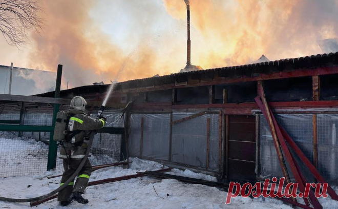 В Южно-Сахалинске спасли около 150 собак во время пожара в приюте. В Южно-Сахалинске во время пожара в приюте «Пес и кот» спасатели и волонтеры вывезли около 150 собак.