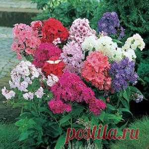 Флоксы. Семь способов размножения