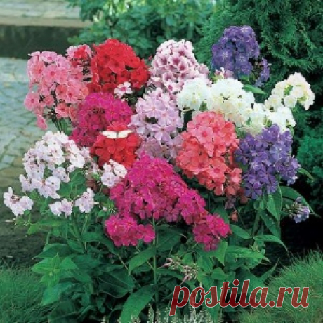 Флоксы. Семь способов размножения