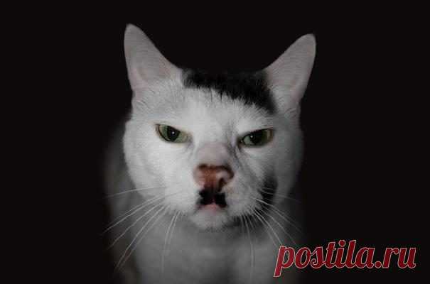 Этот безумный, безумный мир.   а ля Гитлер...)))