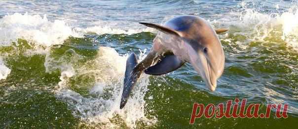 Помощь дельфинам Черного моря