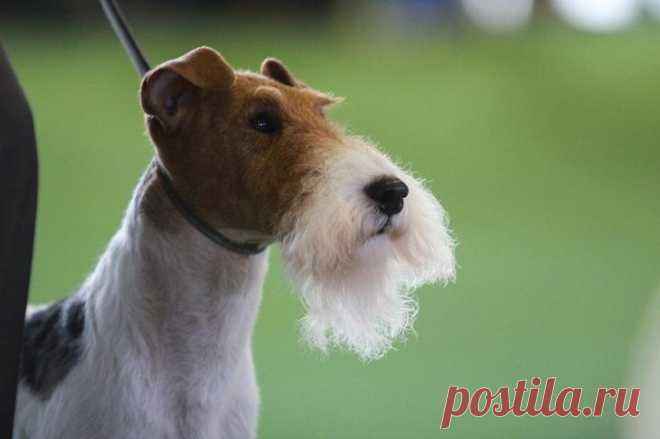 Порода собак фокстерьер