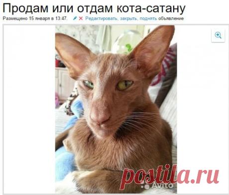 Кому кота?!