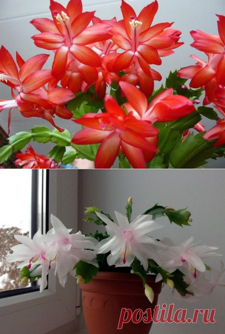 5 лучших подкормок декабриста для пышного цветения зимой | 6 соток