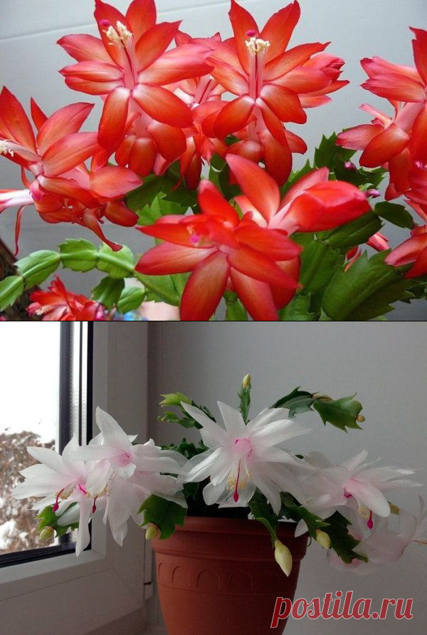 5 лучших подкормок декабриста для пышного цветения зимой | 6 соток