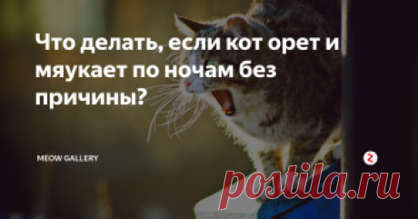 Что делать, если кот орет и мяукает по ночам без причины? Большинство хозяев сталкиваются с тем, что кот не спит ночью и бродит по квартире, жалобно мяукая. Владельцы не видят никаких веских причин для такого ночного "концерта". Но коты бродят ночью по дому, жалобно мяукают и орут не просто так.
Для такого непонятного для хозяев поведения у домашнего любимца есть ряд определенных причин. Прежде чем просто накричать и отругать пушистого питомца, желательн