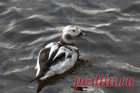 Автор: Владимир Головань

Морянка
Средняя Невка