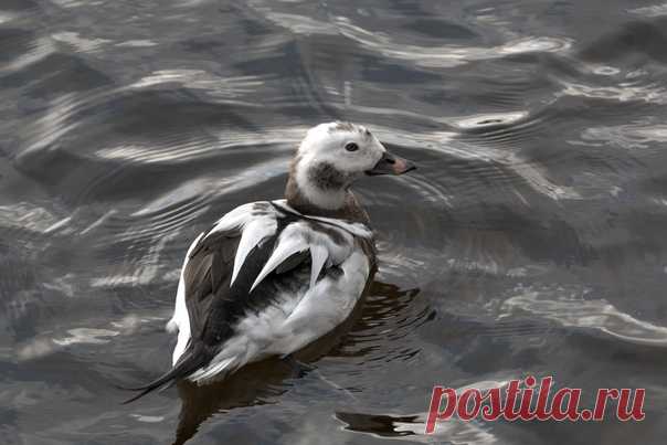 Автор: Владимир Головань

Морянка
Средняя Невка