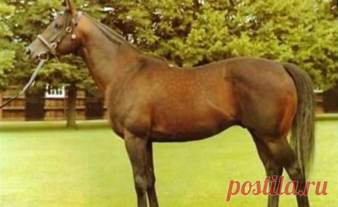 10 самых дорогих в мире лошадей - Hotzoom.net
