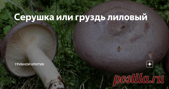 Серушка или груздь лиловый Растут в наших лесах грибы, которые вызывают много споров и сомнений даже среди продвинутых и опытных грибников. Нет, они не спорят об их съедобности или способе сбора. Они спорят о том, как называются эти грибы.
Как известно, в споре не всегда рождается истина, особенно  в том случае, когда ни одна из сторон не пробует даже считаться с аргументами и фактами противоположной.
И я вовсе не хочу