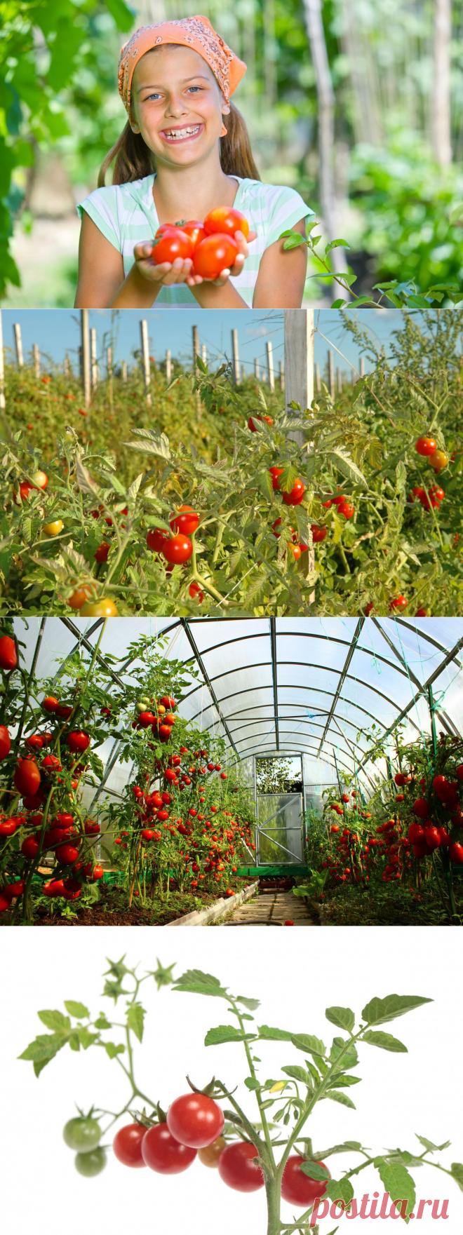 Самые ранние сорта томатов.
Скороспелость томатов — одно из важных преимуществ. Это понимают и селекционеры, и производители семян. Не случайно количество ранних и ультраранних сортов и гибридов томата (с началом плодоношения менее чем через 100 дней после посева) растет с каждым годом.