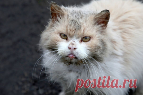 Почему у кошки шерсть, как будто жирная: разбор самых частых причин | ikoshkiru - Мир кошек | Дзен