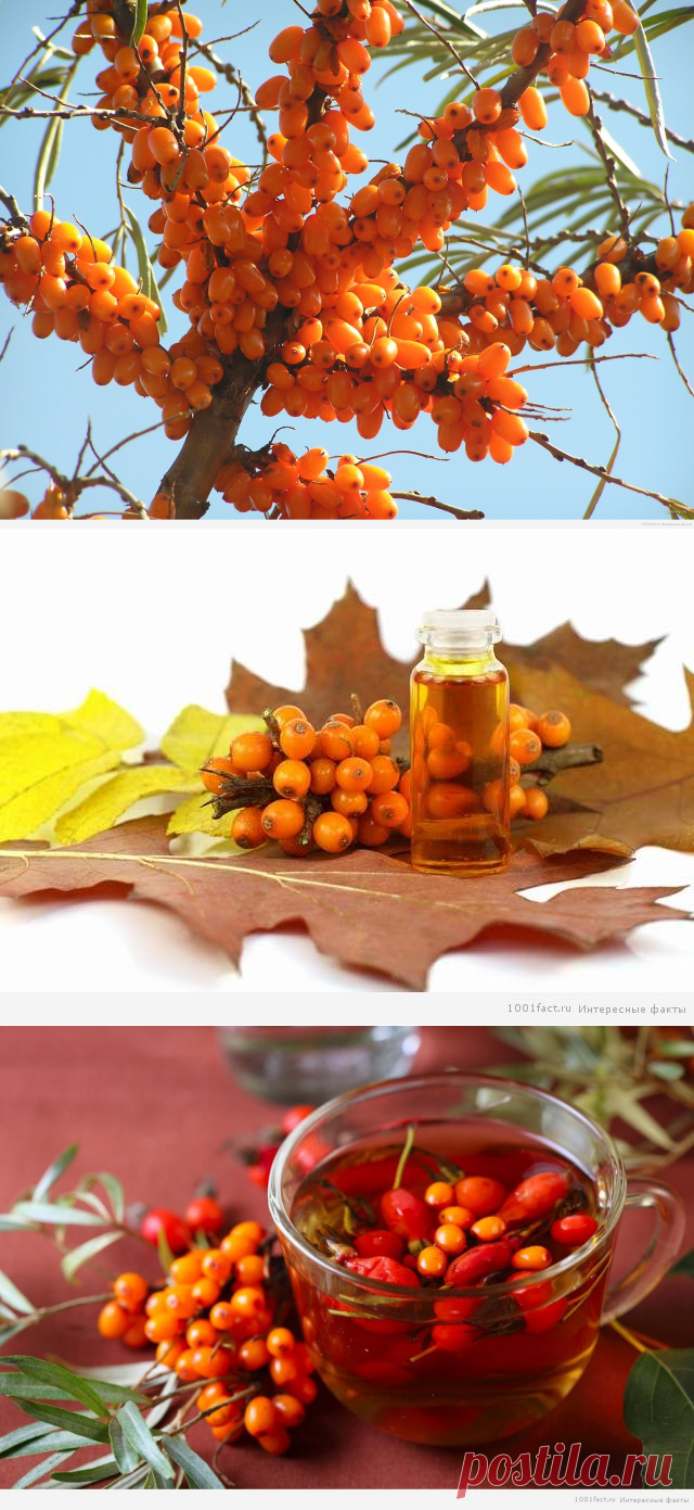 Некоторые факты об облепихе | Интересные Факты
