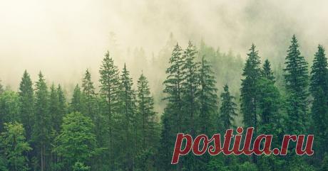 Самым высоким в мире деревом считается секвойя, которая может достигать в высоту более 100 метров, но где тот предел, после которого она перестаёт расти? Или его вовсе нет Казалось бы, при достаточном количестве воды и солнечного света дерево может расти сколь угодно высоко, но на самом деле всё не так просто