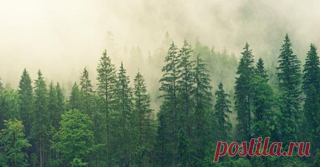 Самым высоким в мире деревом считается секвойя, которая может достигать в высоту более 100 метров, но где тот предел, после которого она перестаёт расти? Или его вовсе нет Казалось бы, при достаточном количестве воды и солнечного света дерево может расти сколь угодно высоко, но на самом деле всё не так просто