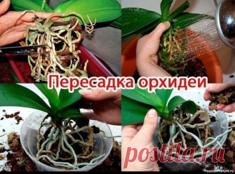 Пересадка орхидеи. Пошаговая инструкция ПОШАГОВАЯ ИНСТРУКЦИЯ ПО ПЕРЕСАДКЕ ФАЛЕНОПСИСА ( ОРХИДЕЯ)Мы эту информацию собирали по крупицам, сохраняйте для себя и делитесь с друзьями. Старались для вас, дорогие). В интернете такого не найдете.Шаг 1Достаньте орхидею из горшка и положите её в широкий таз. Чтобы вам легче было вытащить...