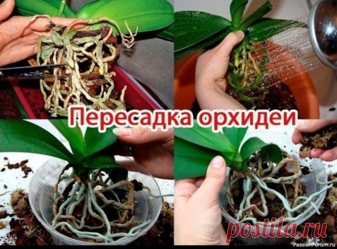 Пересадка орхидеи. Пошаговая инструкция ПОШАГОВАЯ ИНСТРУКЦИЯ ПО ПЕРЕСАДКЕ ФАЛЕНОПСИСА ( ОРХИДЕЯ)Мы эту информацию собирали по крупицам, сохраняйте для себя и делитесь с друзьями. Старались для вас, дорогие). В интернете такого не найдете.Шаг 1Достаньте орхидею из горшка и положите её в широкий таз. Чтобы вам легче было вытащить...
