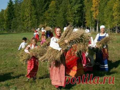 Ода полыни — 6 соток