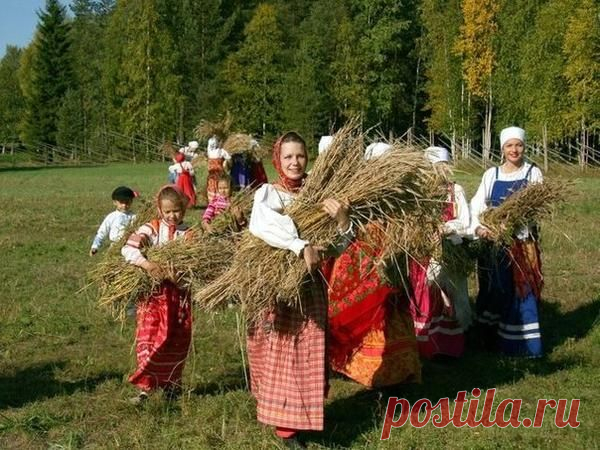 Ода полыни — 6 соток