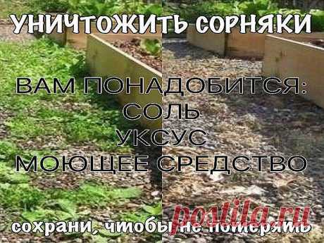 УНИЧТОЖИТЬ СОРНЯКИ

Чтобы уничтожить сорняки без гербицидов, используйте соль и уксус. Приготовьте раствор: . 1 литр уксуса обычного  9%  + ,примерно 1 стол лож соли и несколько капель гала (фери)  для жирной посуды. Хорошо перемешайте. Побрызгайте из обычной пшикалки, Утром вся трава засохнет.   

Эффективнее всего эта смесь работает в жаркий, солнечный день, когда дождя не ожидается, по крайней мере, в течение 24 часов.

Опрыскайте сорняки утром, вечером вы уже порадуете...