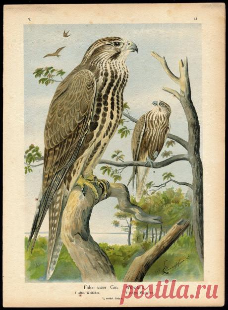 www.ebay.com/itm/Antique-Print-SAKER-FALCON-FALCON-BIRDS-Naumann-1896-/231454883003?pt=LH_DefaultDomain_0&amp;hash=item35e3c93cbb