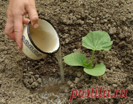 Старинный рецепт подкорки для томатов, перца, огурцов и других огородных культур | Моя любимая усадьба Пульс Mail.ru