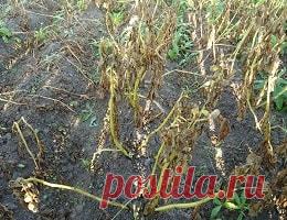 Почему желтеет и засыхает ботва картофеля раньше времени. Причины. Что делать?