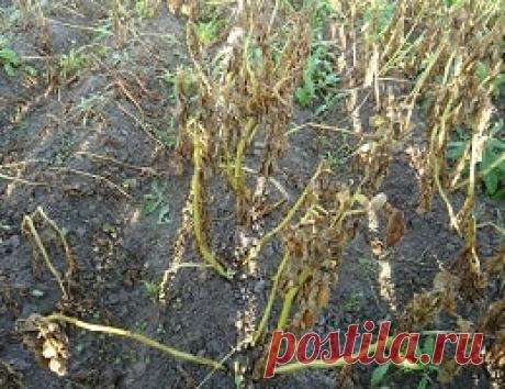 Почему желтеет и засыхает ботва картофеля раньше времени. Причины. Что делать?