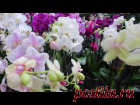 ORCHIDS. ОРХИДЕЯ : ЕСЛИ СЛОМАЛСЯ ЦВЕТОНОС. СЛОМАННЫЙ ЦВЕТОНОС