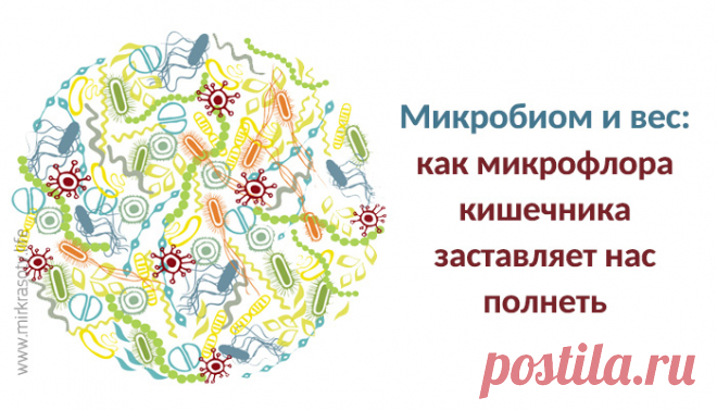 Как микрофлора заставляет нас полнеть Статья доктора Дэвида Перлматтера — сертифицированного невролога и члена Американского колледжа питания.