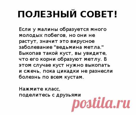 Екатерининский | Садовые растения, цветы,саженцы