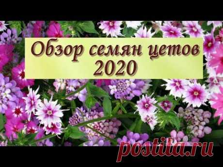 Какие однолетние цветы нужно посеять в марте на рассаду
