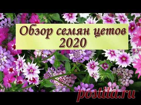 Какие однолетние цветы нужно посеять в марте на рассаду