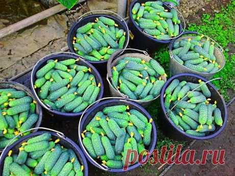 Небольшая хитрость при поливе огурцов, благодаря которой получится добиться шикарного урожая | Будни обычной женщины | Яндекс Дзен