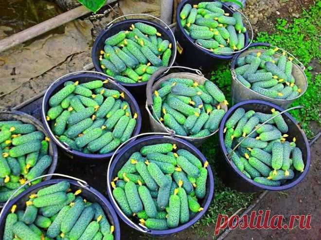 Небольшая хитрость при поливе огурцов, благодаря которой получится добиться шикарного урожая | Будни обычной женщины | Яндекс Дзен