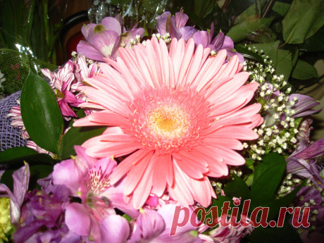 Букет с герберами   ---   Bouquet With Gerberas  Free Stock Photo HD - Public Domain Pictures