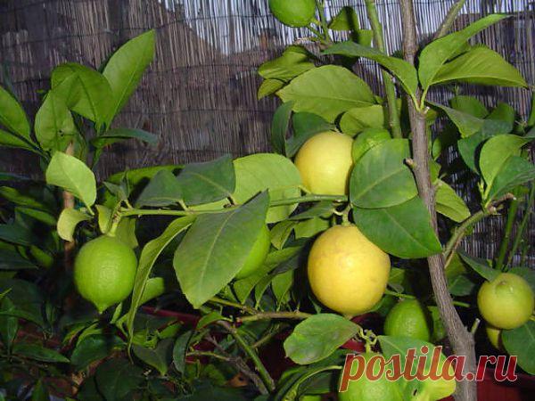 ***ОКОННОЕ ПЛОДОВОДСТВО*** | Записи в рубрике ***ОКОННОЕ ПЛОДОВОДСТВО*** | Дневник DEIZI