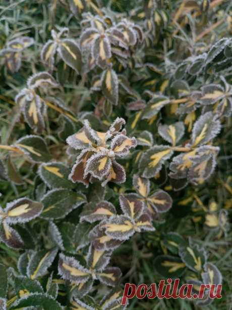 Бересклет Форчуна «Солнечное пятно» (Euonymus fortunei «Sunspot») зимой