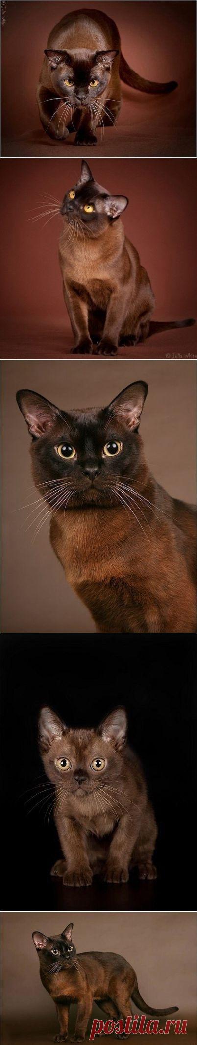 Бурманская кошка - Путешествуем вместе