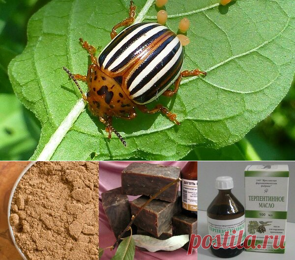 - эфирное масло сосны натуральное, то есть терпентинное масло (в аптеке продается около 150 руб)
- дегтярное мыло
- табачная пыль.

На десятилитровое ведро теплой воды уходит примерно стакан (250) пыли. Настоять пару дней и после процеживания туда добавить пару больших ложек мыла жидкого либо примерно 40 грамм твердого. Все тщательно взболтать до растворения мыла и налейте эфирного масла тоже две ложки. 5 минут перемешивания и можно опрыскивать.