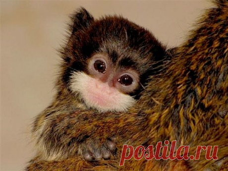 Умилительные зверята - Вдохновение / Surfingbird - мы делаем интернет лучше