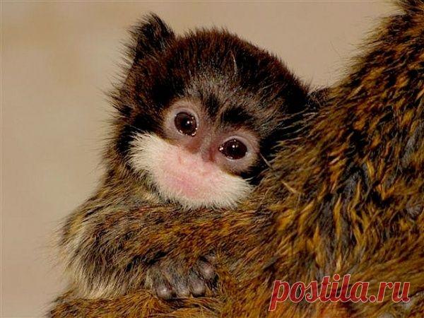 Умилительные зверята - Вдохновение / Surfingbird - мы делаем интернет лучше