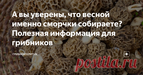 А вы уверены, что весной именно сморчки собираете? Полезная информация для грибников Наконец-то, у автора блога о лесных грибах пропала всякая необходимость писать о том, что весна придёт уже скоро, считать дни до её приближения и подбадривать грибников, соскучившихся по лесу и грибам. Весна пришла. И никто уже ничего не изменит...
А значит, скоро истинные любители "тихой" охоты потянутся нестройными рядами в леса. И каждого из них будет греть мысль о грибной удаче. А что