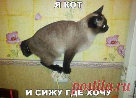 Прикольные картинки с подписями / Приколы