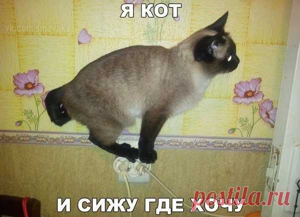 Прикольные картинки с подписями / Приколы