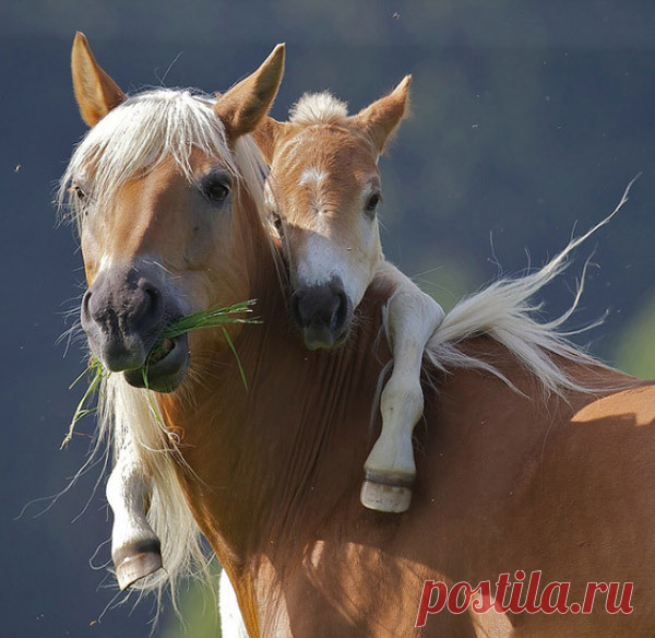 Для тебя, мой незабываемый шарик волос