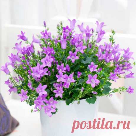 Комнатное растение Колокольчик (Campanula). Колокольчики - многолетние травянистые растения различной высоты и с соцветиями различной формы. Научное название род получил от латинского слова campanula, что значит &quot;колокольчик&quot;, - за колокольчатую форму цветка. Цветки бывают белые, желтые и всех оттенков синего и фиолетового цветов. В цветоводстве используются колокольчики гарганский (C.garganica) и равнолистный (C.isophylla).