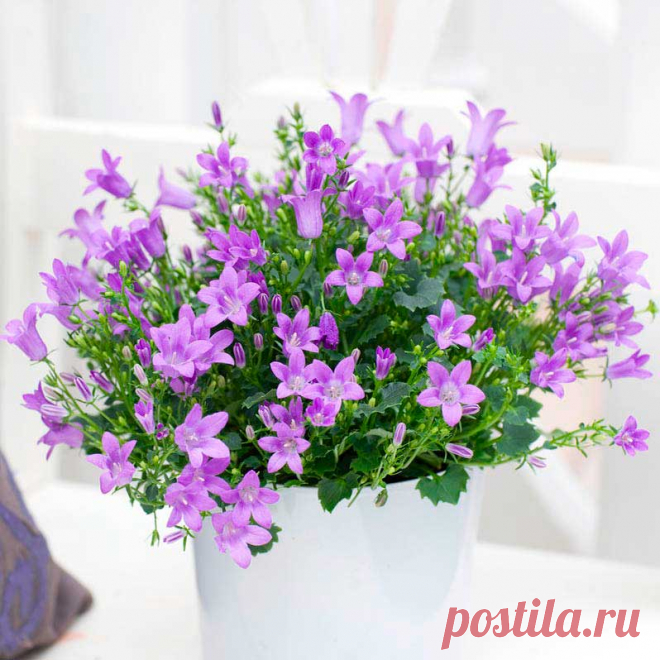 Комнатное растение Колокольчик (Campanula). Колокольчики - многолетние травянистые растения различной высоты и с соцветиями различной формы. Научное название род получил от латинского слова campanula, что значит "колокольчик", - за колокольчатую форму цветка. Цветки бывают белые, желтые и всех оттенков синего и фиолетового цветов. В цветоводстве используются колокольчики гарганский (C.garganica) и равнолистный (C.isophylla).